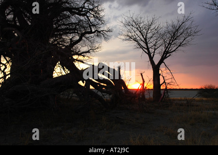 Sonnenuntergang am Baines Baobabs Upsidedown Bäume am Salzpfanne in der Kalahari-Wüste Botswana-Südafrika Stockfoto