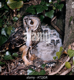 Moyen Duc au Nid Avec Les Jeunes lange eared Owl nähren seine junge im Nest Frankreich Aktion Aktionen Erwachsene Erwachsene Tier Konstrukt Stockfoto