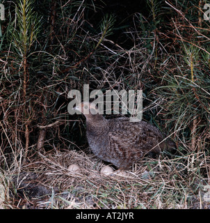 Grey Partridge-Perdix Perdix am nest Perdrix Grise au Nid Frankreich Tier Bau Tier Konstruktionen Babys Baby Verhalten B Stockfoto