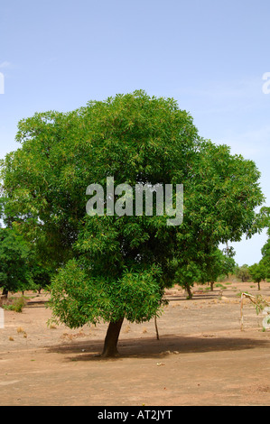 Shea Butter Baum Karite Baum Vitellaria Paradoxa Syn Butyrospermum Parkii B Paradoxa Burkina Faso Stockfoto