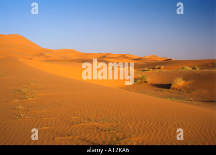 Driften Sanddünen in der Erg Chebbi Wüste bei Merzouga, Süd-Ost-Marokko, Afrika Stockfoto