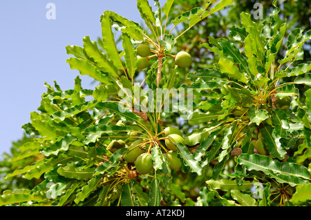 Früchte der Sheabutter Baum Karite Baum Vitellaria Paradoxa Syn Butyrospermum Parkii B Paradoxa Burkina Faso Stockfoto