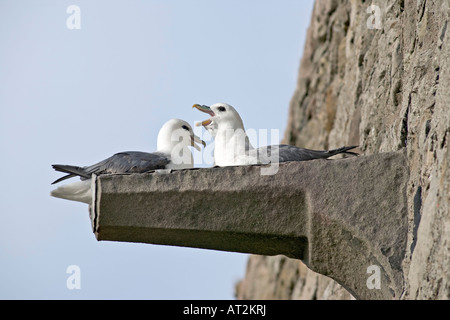 Ein paar Eissturmvögel an den Wänden der Lindisfarne Castle, Northumbria, UK Stockfoto