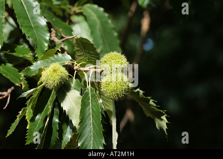 Sweet Chestnut Castanea Sativa Blätter und Kastanien Stockfoto