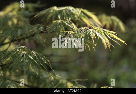 Acer Palmatum dissectum Stockfoto