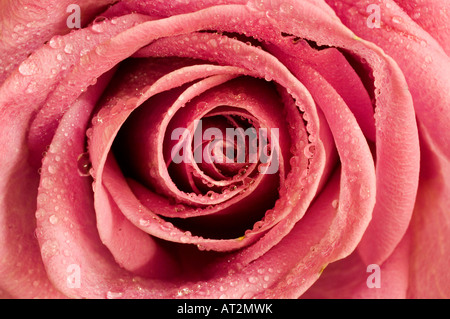 Eine Nahaufnahme von den Blütenblättern von rosa Rose mit Wassertropfen Stockfoto