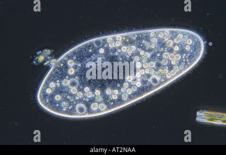 Paramecium Ciliata Protozoen optische Mikroskopie Stockfoto