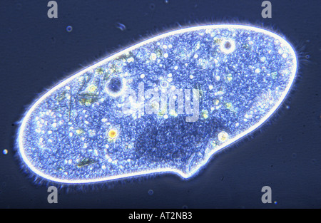Paramecium sp Ciliata Protozoen optische Mikroskopie Stockfoto