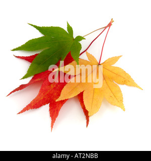 Japanischer Ahorn Baum Acer Japonicum Palmatum Sorte Blätter gelb grün rot auf weißem Hintergrund Stockfoto