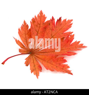 Rot orange braun einzelnes Blatt des japanischen Ahorn Baum Sorte Acer Japonicum auf weißem Hintergrund Stockfoto