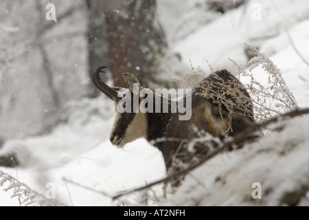 Camoscio Rupicapra Rupicapra Mammiferi Corsa Neve Schnee Montagna Paesaggio Inverno Valnoney Cogne Parco Nazionale Gran Paradi Stockfoto