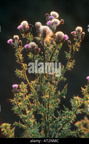 Marsh Distel Cirsium palustre Stockfoto