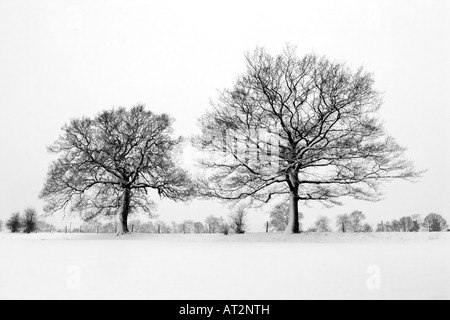 Zwei Bäume in einem Gebiet der weißen Schnee. chilterns, Buckinghamshire, Großbritannien Stockfoto