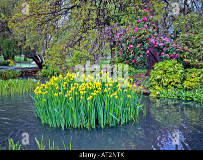 Bett aus Wasser Iris in einem Pool in Fitzroy Gardens Melbourne Victoria Australien Stockfoto