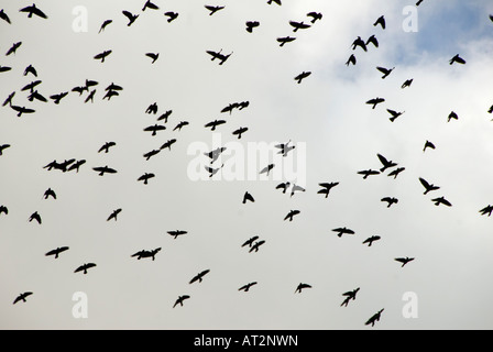 Saatkrähen Corvus Frugilegus Hampshire England UK Beflockung Stockfoto