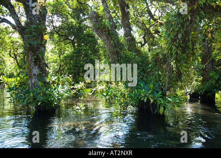 Feuchtgebiete Mangroven trail Samoa Upolu Südküste in der Nähe von SAANAPU Saanapu-Sataoa Mangrove Conservation Area Stockfoto