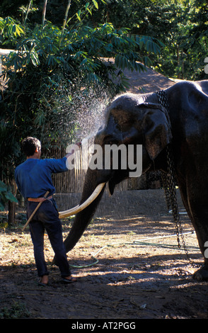 Elefant Indien Asiatischer Elefant indisch Elehant Asiatischer Elefant Elephas Maximus Tiere Asien Asien Gefangenen Elefanten Elefant Stockfoto
