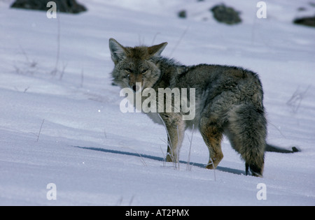 Kojote-Yellowstone-Nationalpark USA Canis Latrans Kojote Yellowstone Nationalpark USA Amerika America Saeugetiere Säugetiere Anima Stockfoto