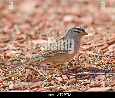 Weiß voll Sparrow auf der Suche nach Nahrung.  Stock Fotografie von Cahyman. Stockfoto