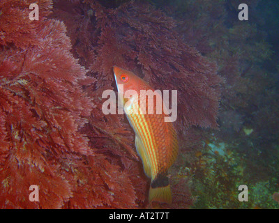 Scharlachrote Lippfisch in Milford Sound, Neuseeland Stockfoto