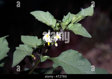 Kartoffel-Blume-Solanum Tuberosum-Familie Solanaceae Stockfoto