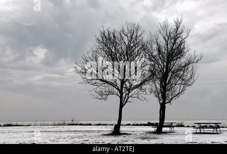 Bäume am Ufer des Lake Erie in Cleveland, OH Stockfoto