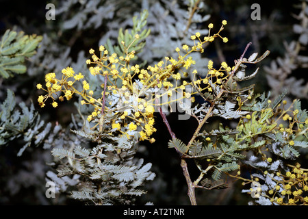 Cootamundra-Akazie junge Blumen-Acacia Baileyana var. Purpurea-Familie Fabaceae/Mimosaceae Stockfoto