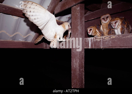 Schleiereule Tyto Alba erwachsenen Maus Beute zu bringen junge im Nest Willacy County Rio Grande Valley, Texas USA Mai 2007 Stockfoto