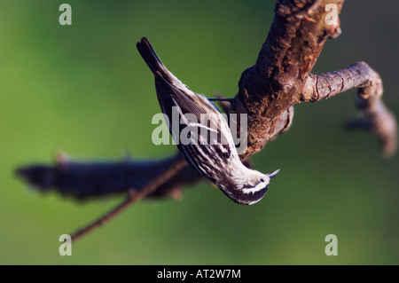 Schwarz / weiß Warbler Mniotilta Varia Erwachsenen Klettern auf AST Port Aransas Texas USA Mai 2007 Stockfoto