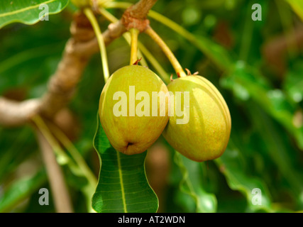 Früchte der Sheabutter Baum Karite Baum Vitellaria Paradoxa Syn Butyrospermum Parkii B Paradoxa Burkina Faso Stockfoto