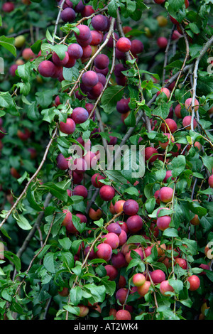 Wilde Pflaume Prunus americana Stockfoto