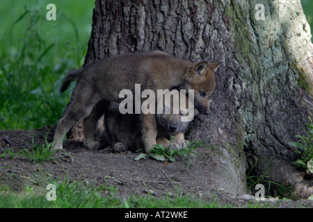 Europäischer Wolf Canis lupus Stockfoto