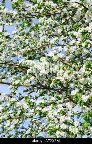 Reichlich weiße Blüte der Apfelbaum im Frühjahr Obstgarten Stockfoto