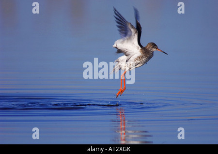 Gemeinsamen Rotschenkel Tringa Totanus Erwachsenen während des Fluges Nationalpark Lake Neusiedl Burgenland Österreich April 2007 Stockfoto