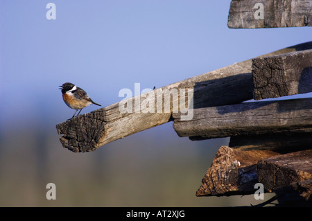 Gemeinsamen Schwarzkehlchen Saxicola Torquata männlichen Gesang Nationalpark Lake Neusiedl Burgenland Österreich April 2007 Stockfoto