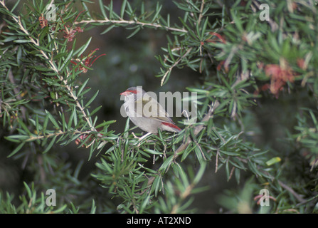 Redbrowed Firetail Emblema temporalis Stockfoto