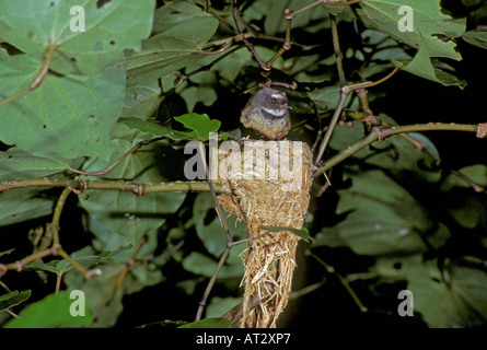 Pfauentaube Rhipidura Fuliginosa aus Neuseeland Stockfoto