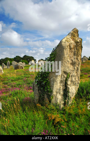 Grüne Ranken auf prähistorischen Megalithen Menhire in Carnac Bereich in Brittany France Stockfoto