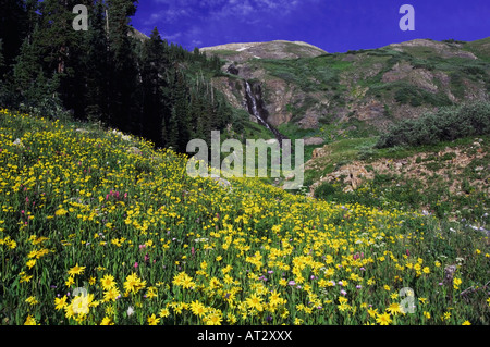 Wasserfall und Wildblumen in Almwiese Telekie Arnika Arnika Cordifolia Ouray San Juan Mountains Rocky Mountains Colorado Stockfoto