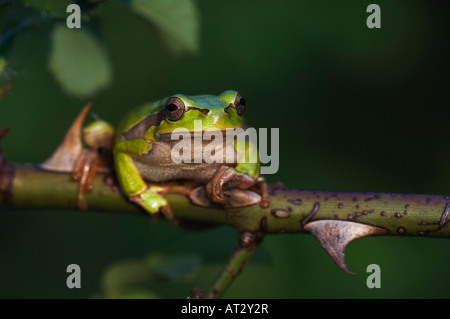 Gemeinsamen Laubfrosch Hyla Arborea Erwachsenen Klettern in wilde Rosenbusch Nationalpark Lake Neusiedl Burgenland Österreich, April 2007 Stockfoto