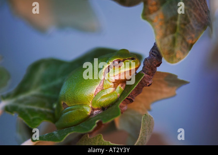 Gemeinsamen Laubfrosch Hyla Arborea Erwachsene Ruhe Nationalpark Lake Neusiedl Burgenland Österreich, April 2007 Stockfoto