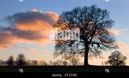 Bäume im Winter Sonnenuntergang, chilterns, Buckinghamshire, Großbritannien Stockfoto