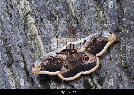 Riesige Pfau Moth Saturnia Pyri Erwachsene auf Rinde Europas größte Motte Nationalpark Lake Neusiedl Burgenland Österreich April 2007 Stockfoto