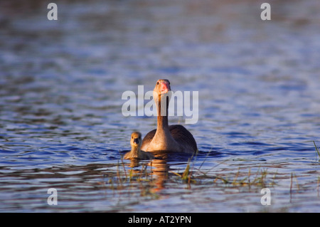 Graugans Gans Anser Anser Erwachsener mit jungen Nationalpark Lake Neusiedl Burgenland Österreich April 2007 Stockfoto