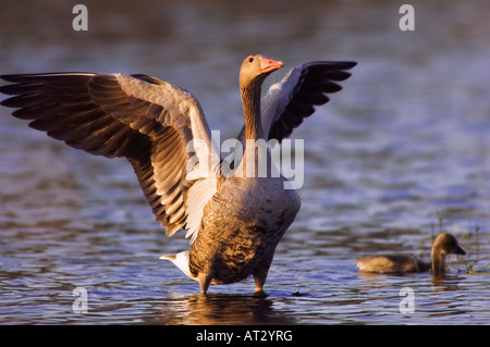 Graugans Gans Anser Anser Erwachsener mit jungen Nationalpark Lake Neusiedl Burgenland Österreich April 2007 Stockfoto