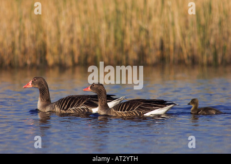 Graugans Gans Anser Anser Erwachsene mit jungen Nationalpark Lake Neusiedl Burgenland Österreich April 2007 Stockfoto