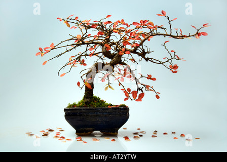 Immer noch leben. Bonsai Baum im Herbst. Miniatur fallen. Stockfoto