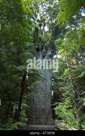 Yakas Kauri-Baum im Waipoua Kauri Forest, New Zealand Stockfoto