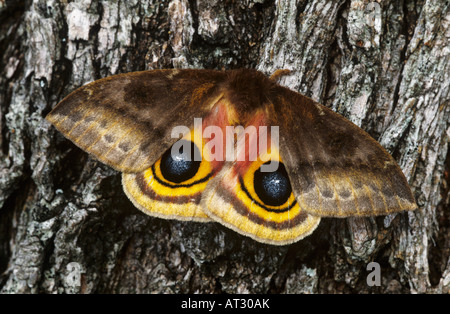 IO Motte Automeris Io weiblich auf Mesquite Tree Bark in defensive Haltung Willacy County Rio Grande Valley, Texas USA April 2004 Stockfoto