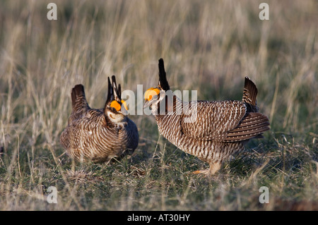 Geringerem Prairie Chicken Tympanuchus Pallidicinctus Männchen kämpfen kanadischen Panhandle von Texas USA Februar 2006 Stockfoto